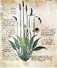 lmina De Materia Mdica