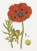 lmina papaver bracteatum