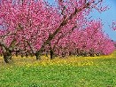 almendro