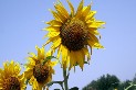 girasol