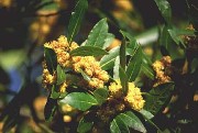 laurel