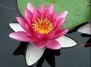 loto