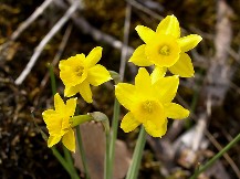 narciso