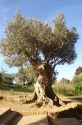 olivo