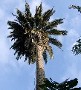 palmera
