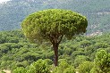 pino